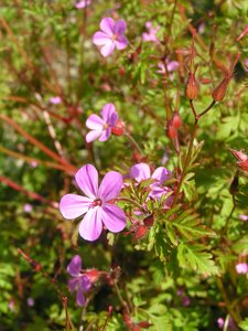 Herb Robert