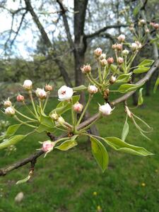 Pear blossoms