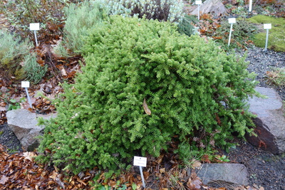 Podocarpus nivalis