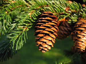 Picea rubens