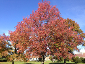 Sweet Gum