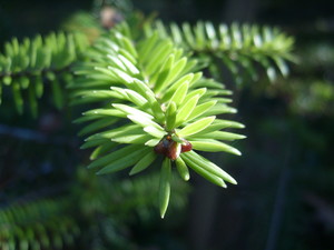 Abies recurvata