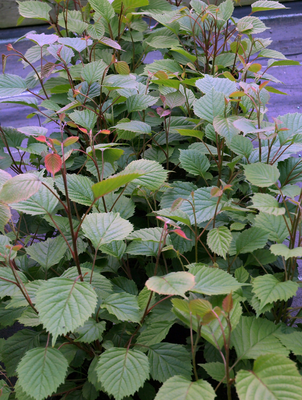 Euptelea pleiosperma