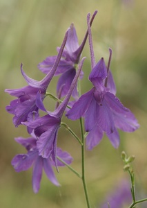 Larkspur