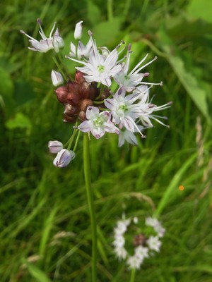 Allium macrostemon