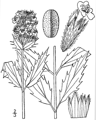 Dracocephalum parviflorum