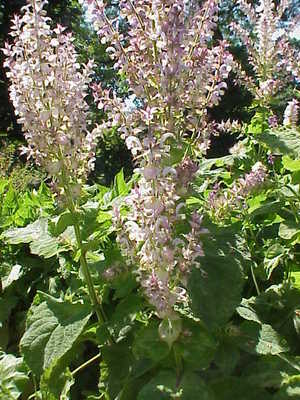 Salvia sclarea