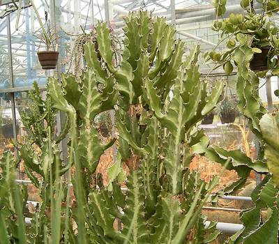 Euphorbia lactea