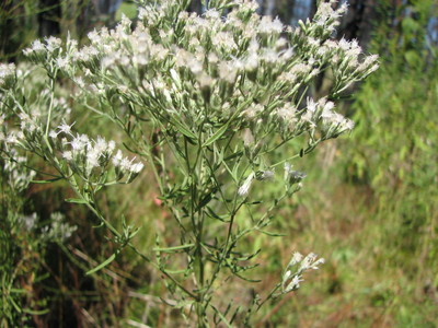 Eupatorium hyssopifolium