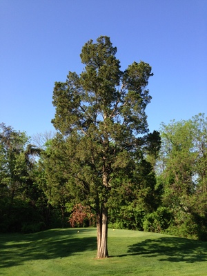 Juniperus virginiana