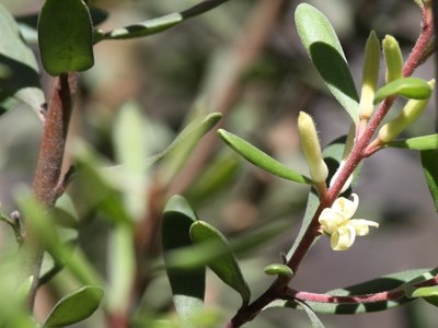 Persoonia subvelutina