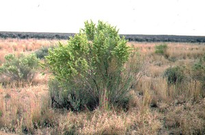 Salt bush