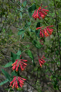 Trumpet Honeysuckle