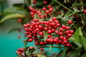 Coralberry