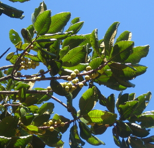 Wild Loquat