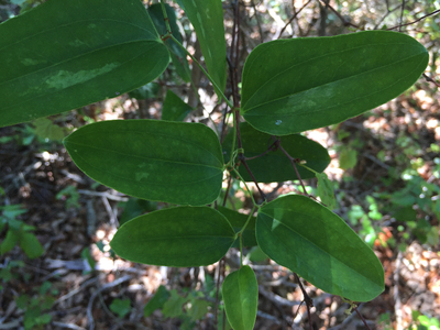 Smilax auriculata