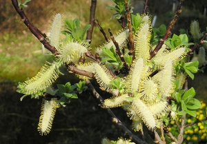 Halberd-Leaved Willow