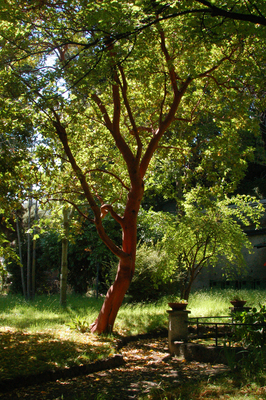 Arbutus andrachne