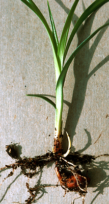 Tiger nut sedge, leaves and tuber