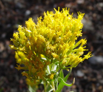 Chrysothamnus viscidiflorus