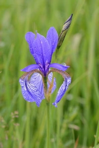 Siberian Iris