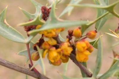 Mahonia trifoliolata