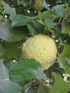 Osage orange