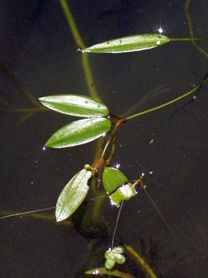 Potamogeton cristatus