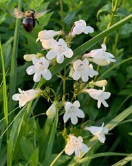 Foxglove Beardtongue