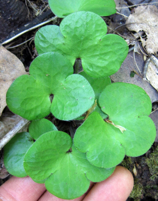 Hepatica americana