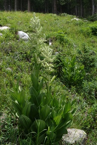 California False Hellebore