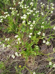 Beaked Cornsalad