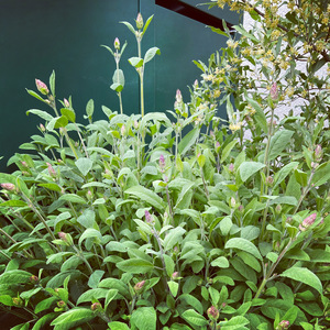 Fresh Sage / Frischer Salbei