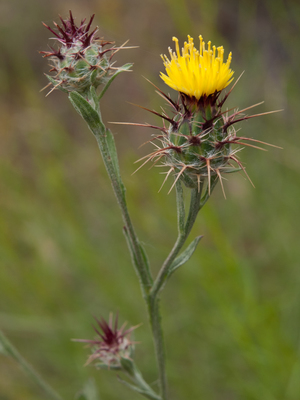 Centaurea melitensis