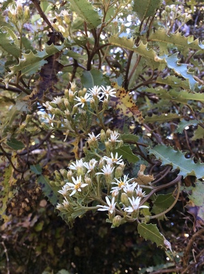 Olearia ilicifolia