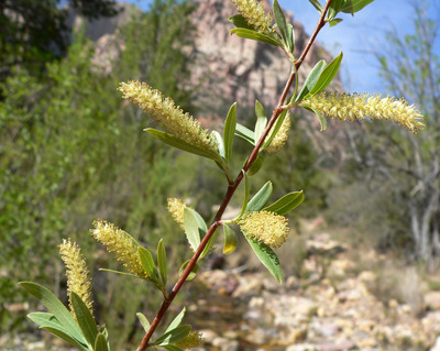 Salix gooddingii