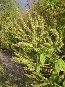 Giant Ragweed