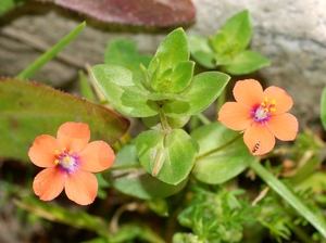 Scarlet Pimpernel