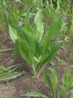 Scorzonera hispanica