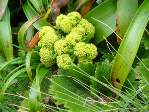 Stilbocarpa polaris