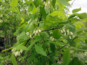 American Bladder Nut