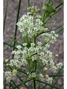 Whorled Milkweed