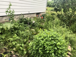 Herb garden taking off after some solid rain this past week. Mostly volunteers and returning perennials. There were a few things here when we lived in, but I expanded the garden to consume all the single plantings and filled every in between. The goal is to have this garden as low maintenance as possible. 
