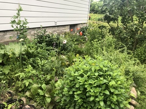 Herb garden taking off after some solid rain this past week. Mostly volunteers and returning perennials. There were a few things here when we lived in, but I expanded the garden to consume all the single plantings and filled every in between. The goal is to have this garden as low maintenance as possible. 
