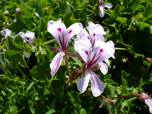 Ivy-Leaved Geranium