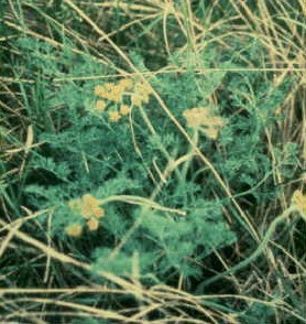 Lomatium foeniculaceum
