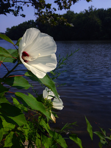 Swamp Rose Mallow