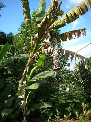 Musa balbisiana