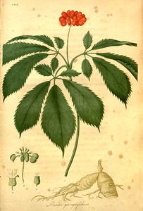 Panax quinquefolius