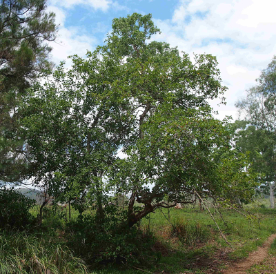 Ficus coronata